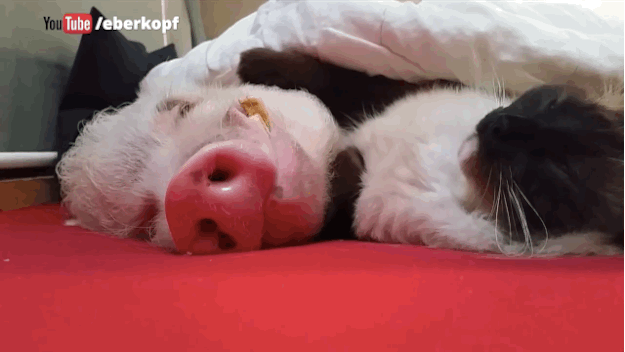 Pig and cat cuddle